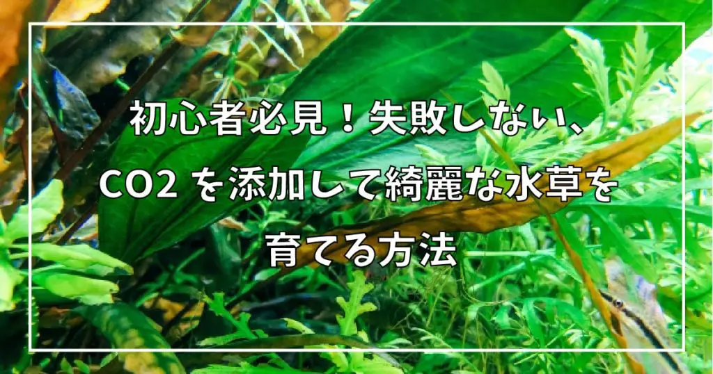 初心者必見 失敗しない Co2を添加して綺麗な水草を育てる方法