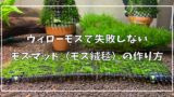 初心者必見 失敗しない Co2を添加して綺麗な水草を育てる方法