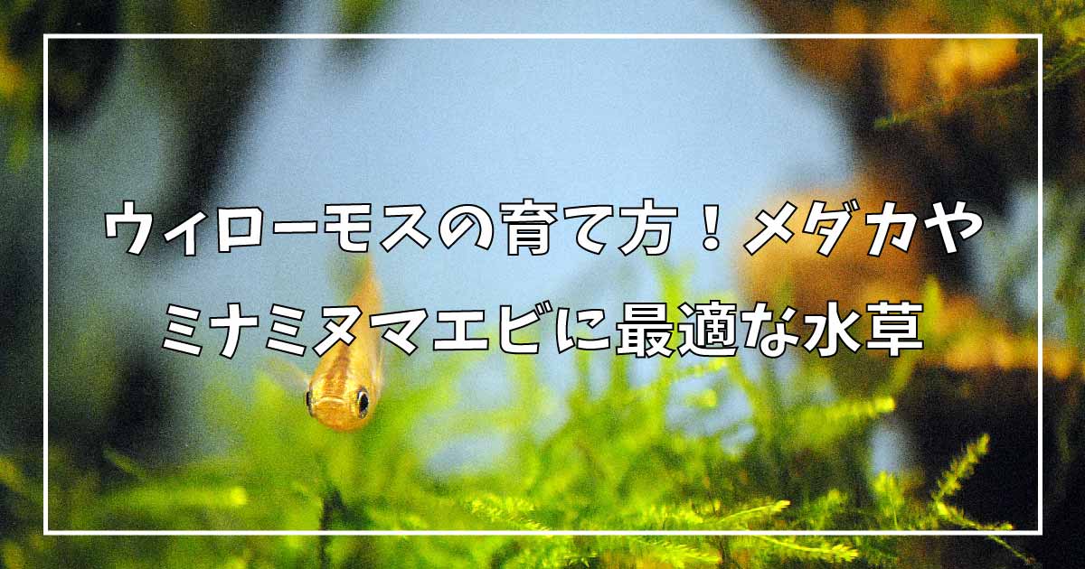 ウィローモスを増やす育て方 爆殖する方法を具体的に解説