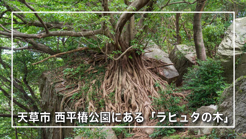 天草市：西平椿公園にある「ラピュタの木」九州のジブリの世界