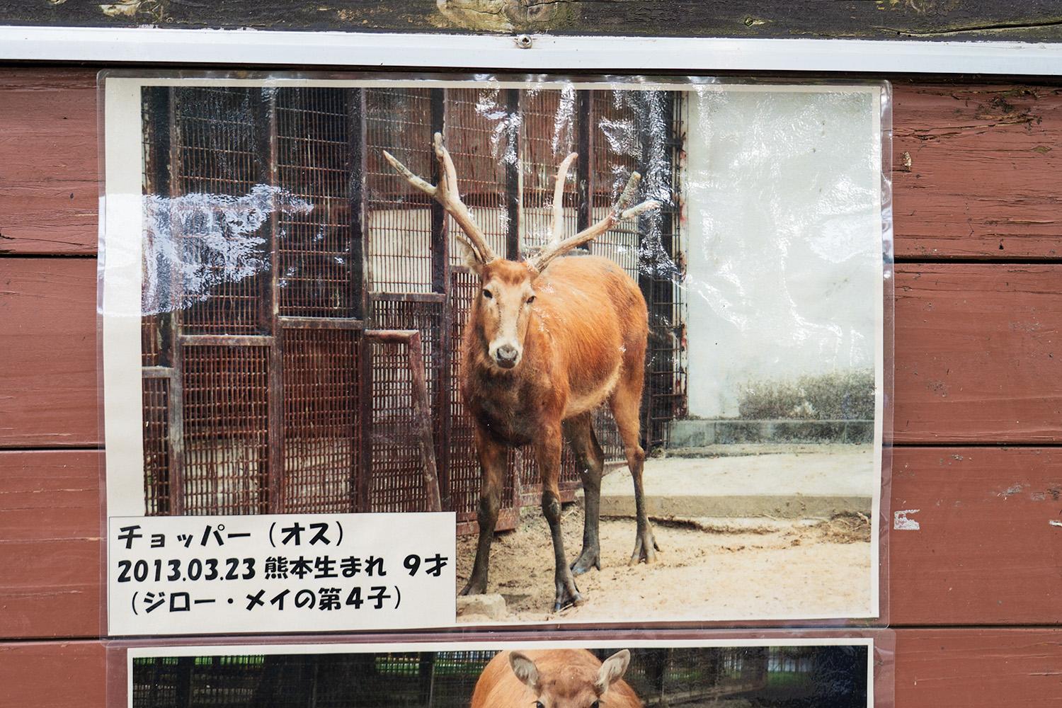 熊本市動植物園のシフゾウチョッパーの紹介