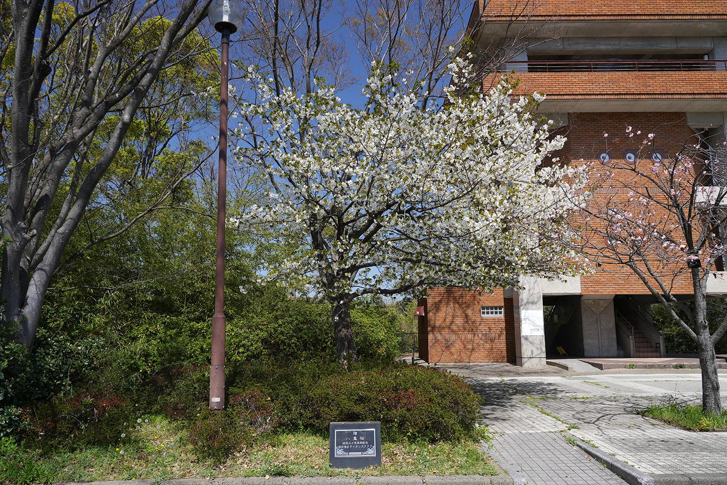 南公園西展望台の白い桜