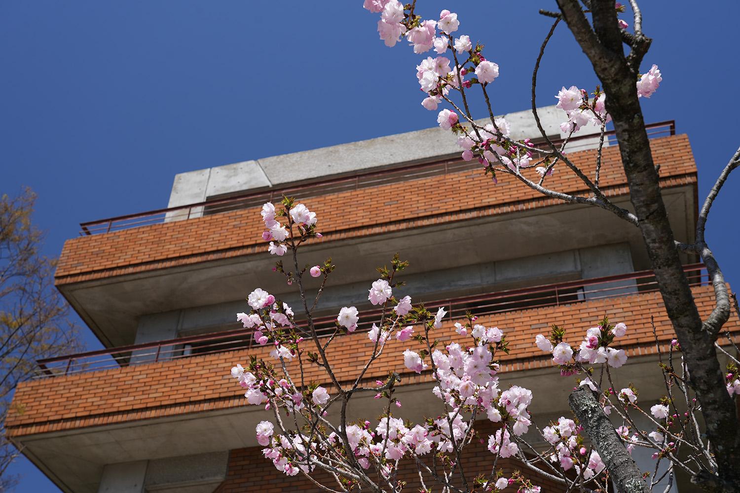 南公園西展望台の桜